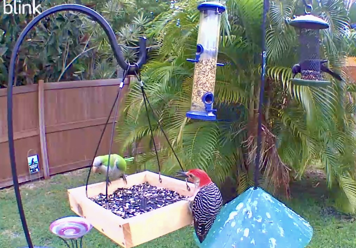 Red-bellied Woodpecker - ML618888170