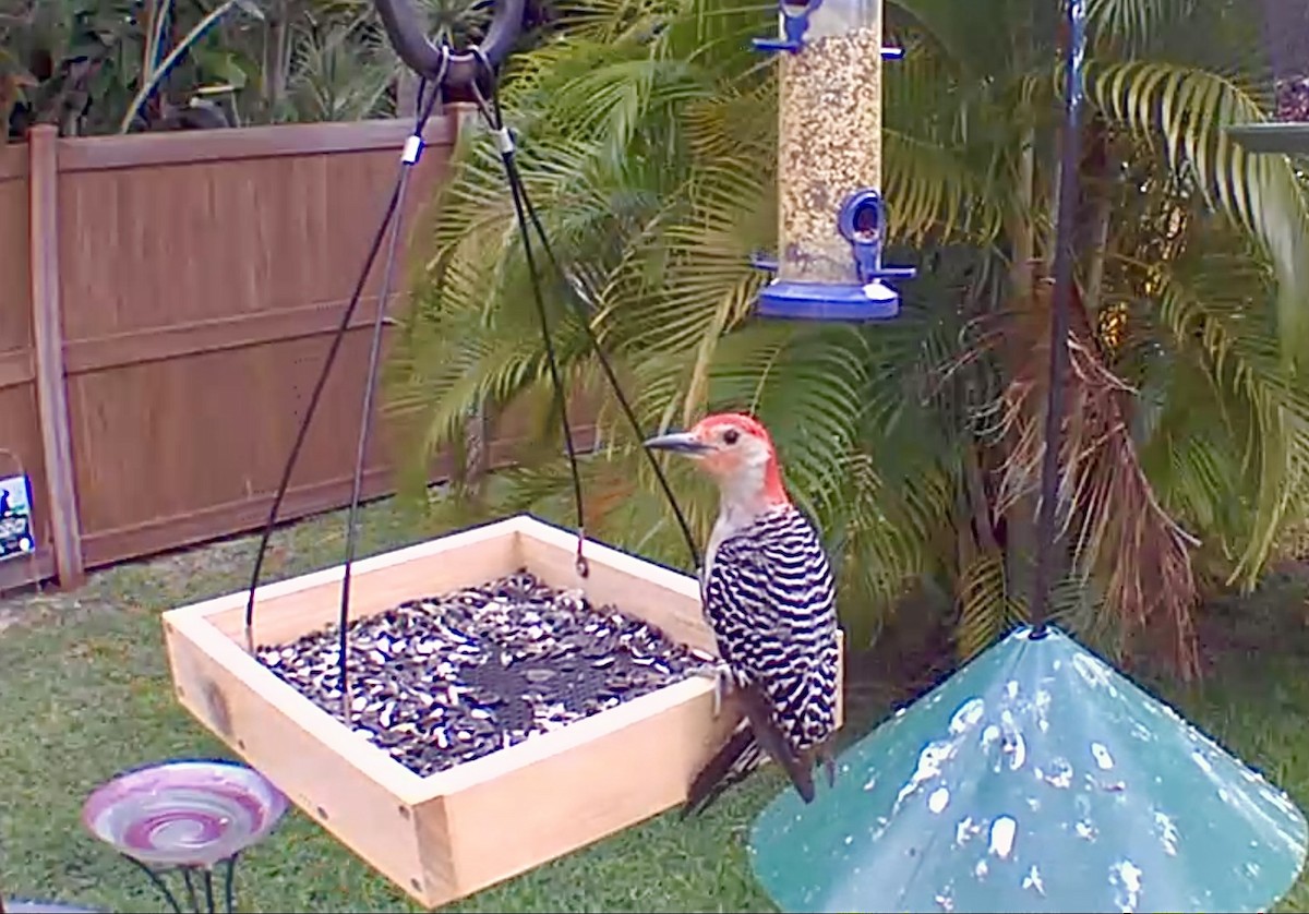Red-bellied Woodpecker - ML618888171