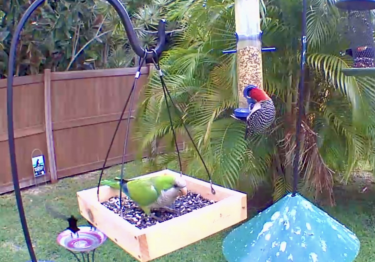 Red-bellied Woodpecker - ML618888172