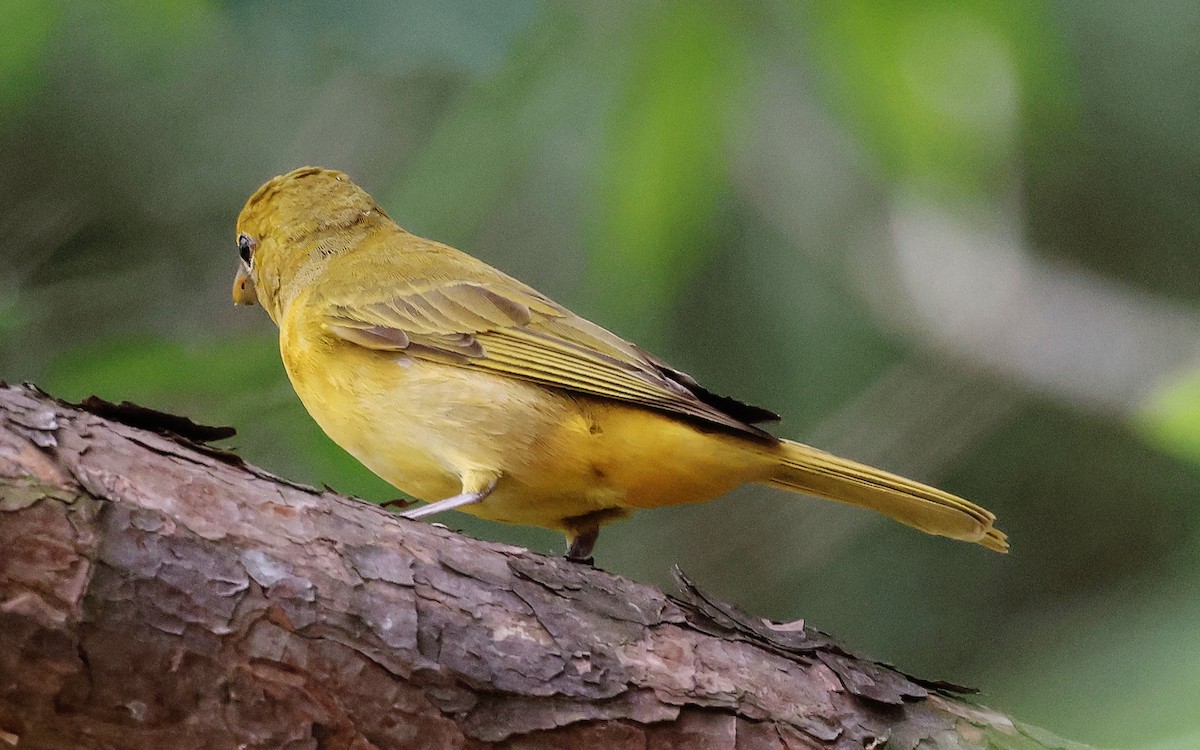 Summer Tanager - ML618888176