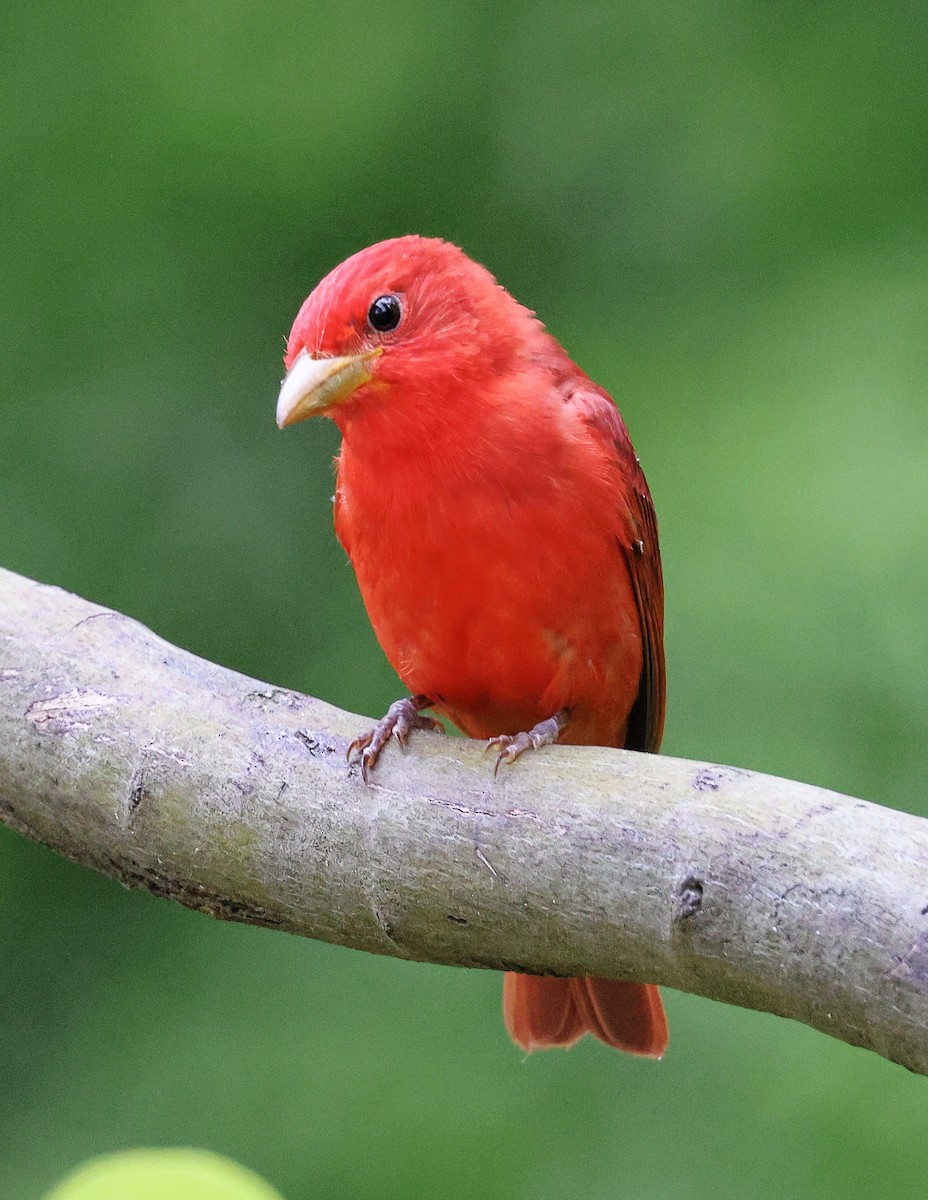 Summer Tanager - ML618888177