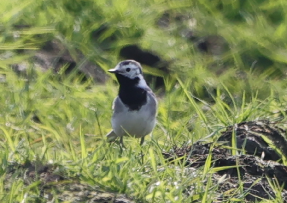 White Wagtail - ML618888187