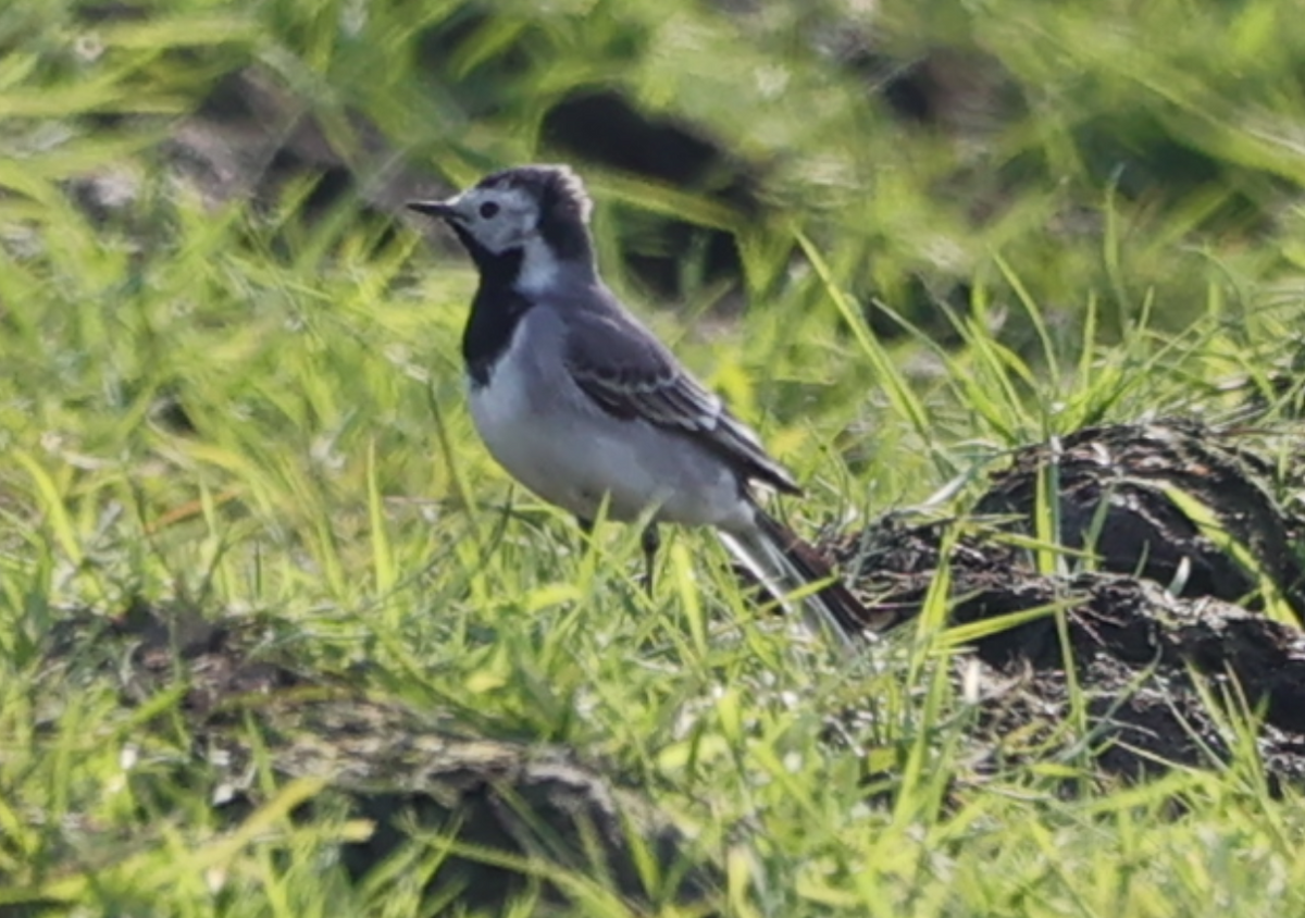 White Wagtail - ML618888188