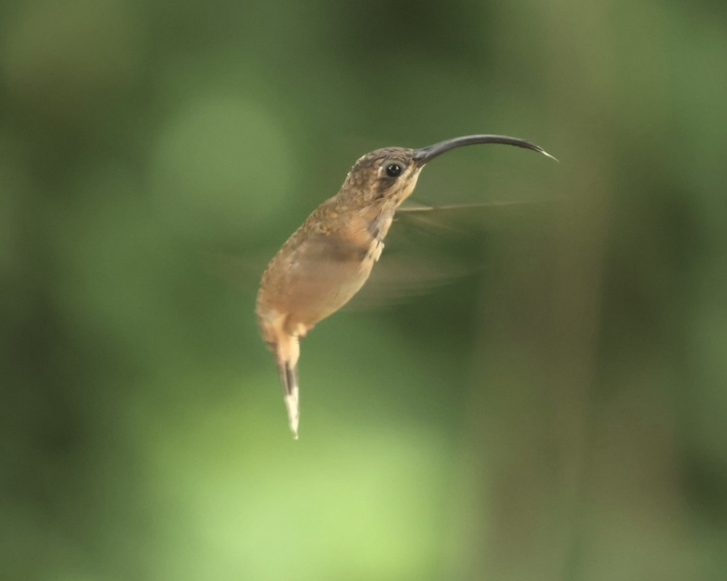 Kupferschattenkolibri - ML618888194