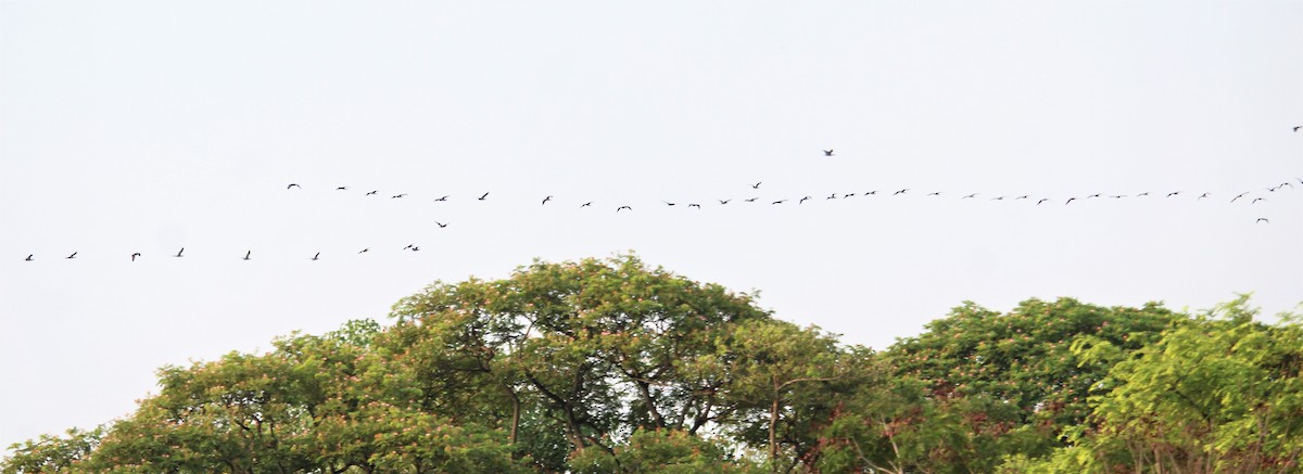 Little/Indian Cormorant - ML618888207