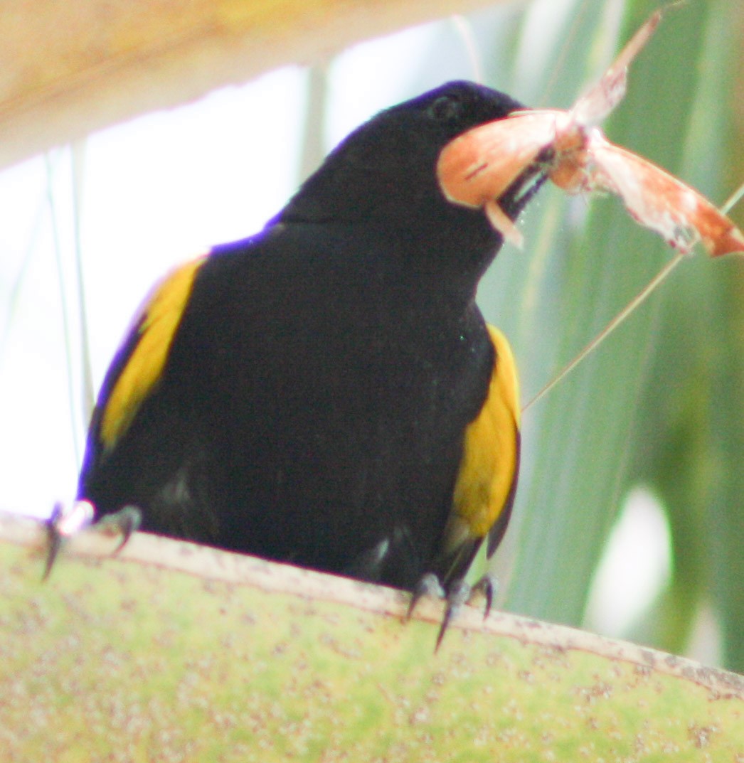 Cuban Oriole - Serguei Alexander López Perez