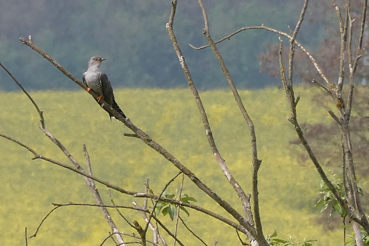 Common Cuckoo - Tomáš Koranda