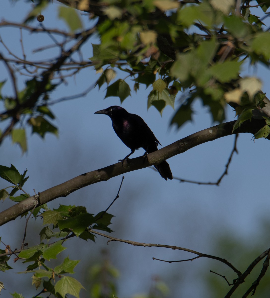 Common Grackle - David Robinson