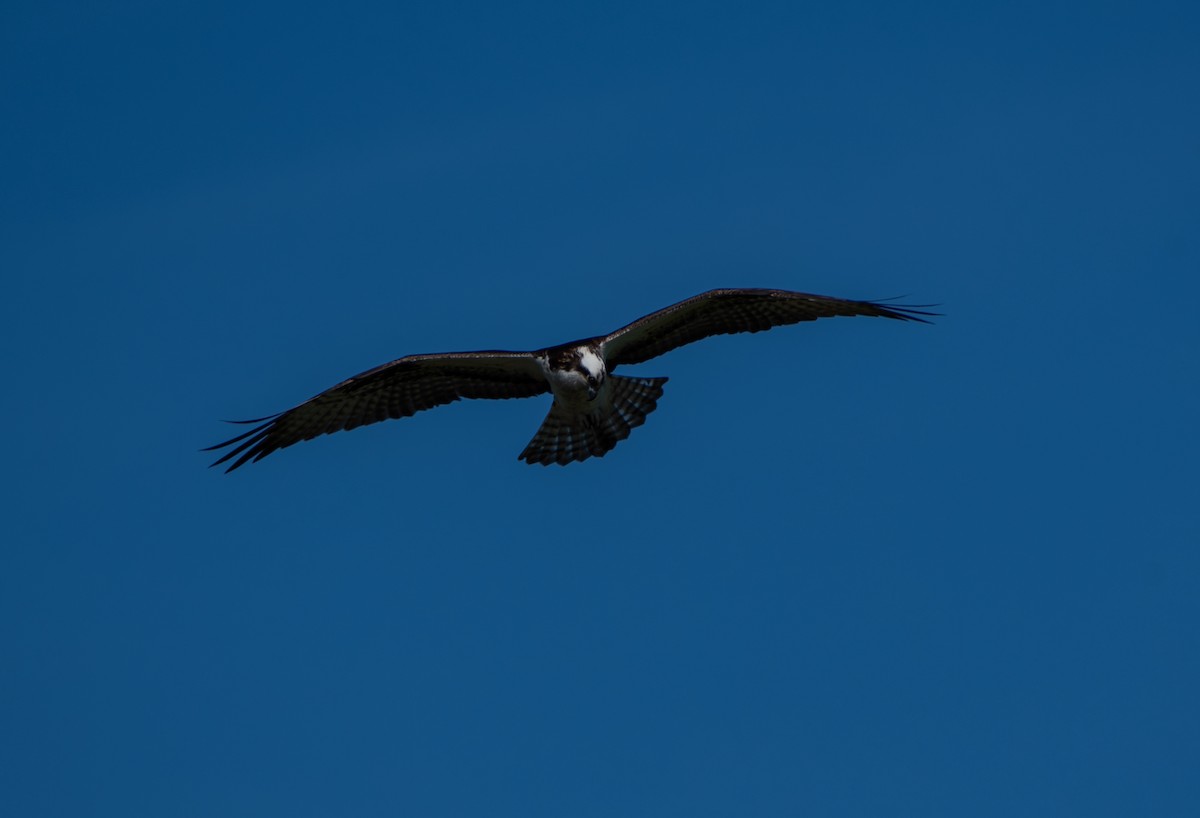 Osprey - David Robinson