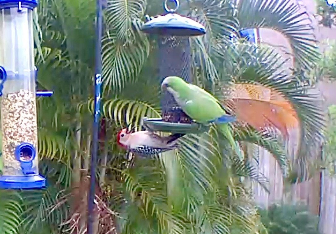 Monk Parakeet - ML618888298
