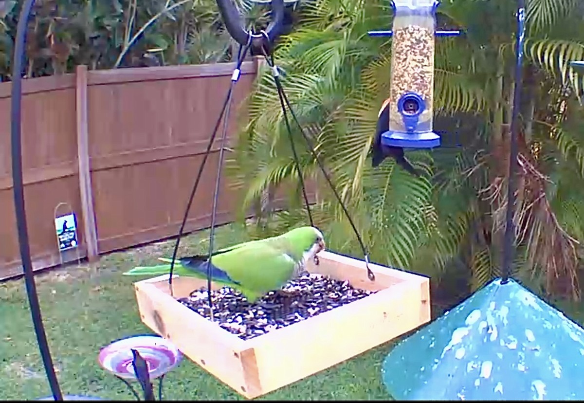 Monk Parakeet - ML618888299