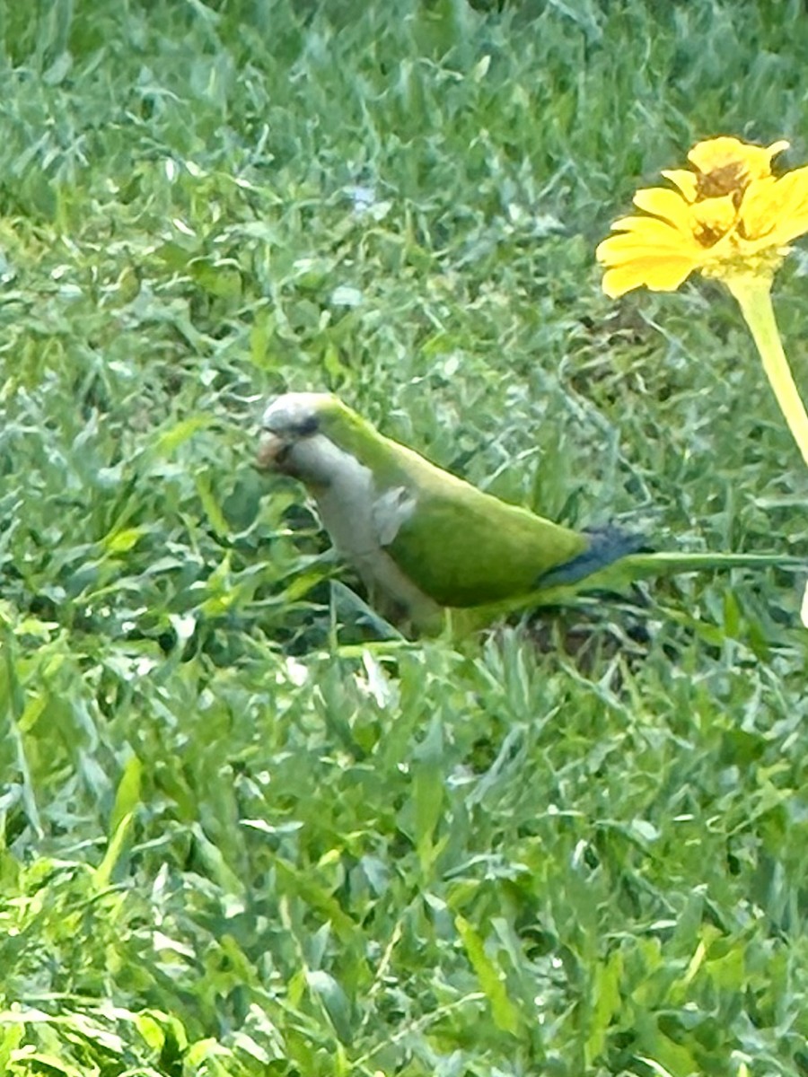 Monk Parakeet - ML618888300