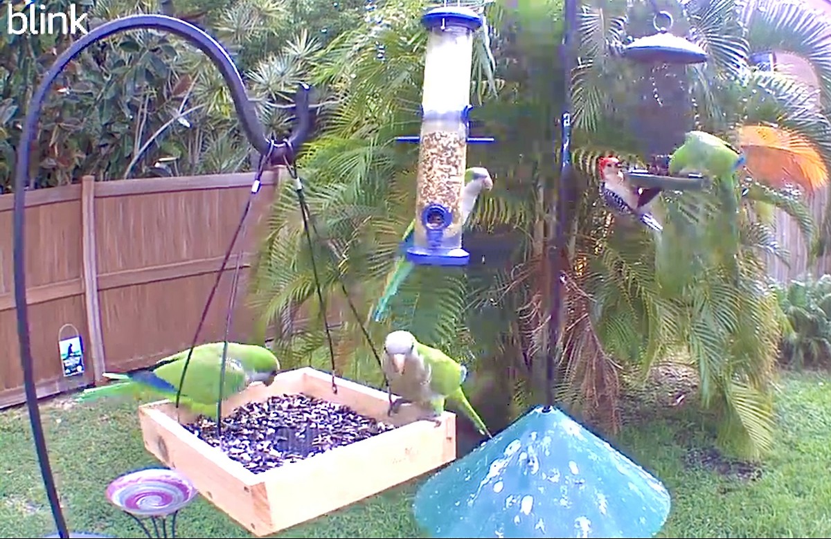 Monk Parakeet - ML618888301