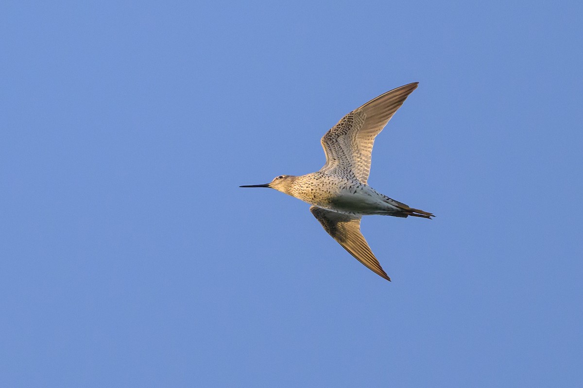 Lesser Yellowlegs - Stephen Davies