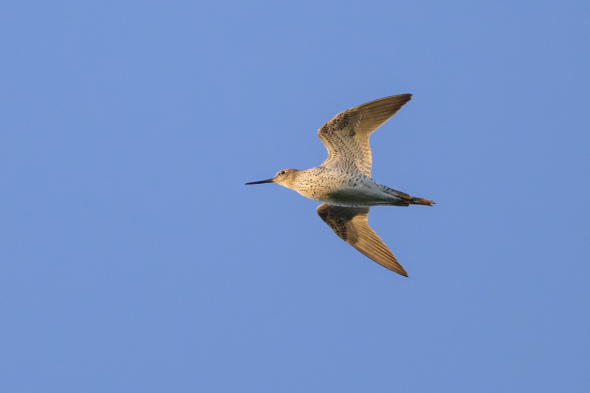 Lesser Yellowlegs - Stephen Davies