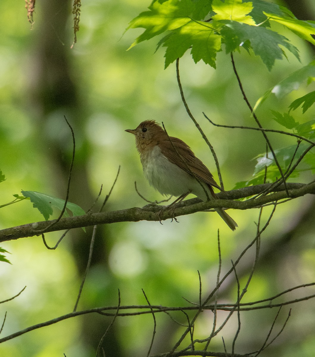 Veery - David Robinson