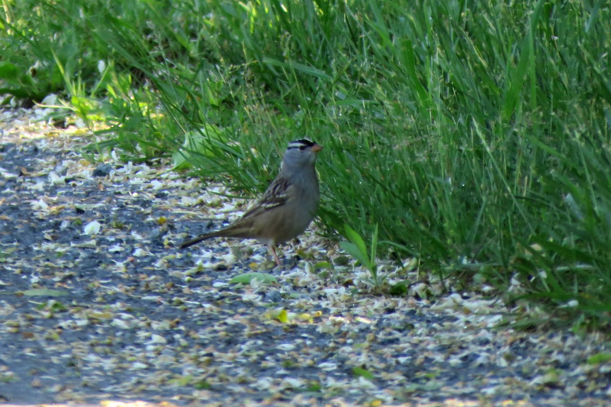 White-crowned Sparrow - ML618888347