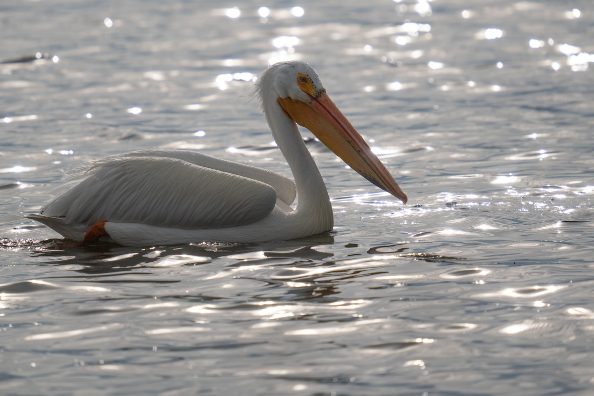 American White Pelican - Jason Cole