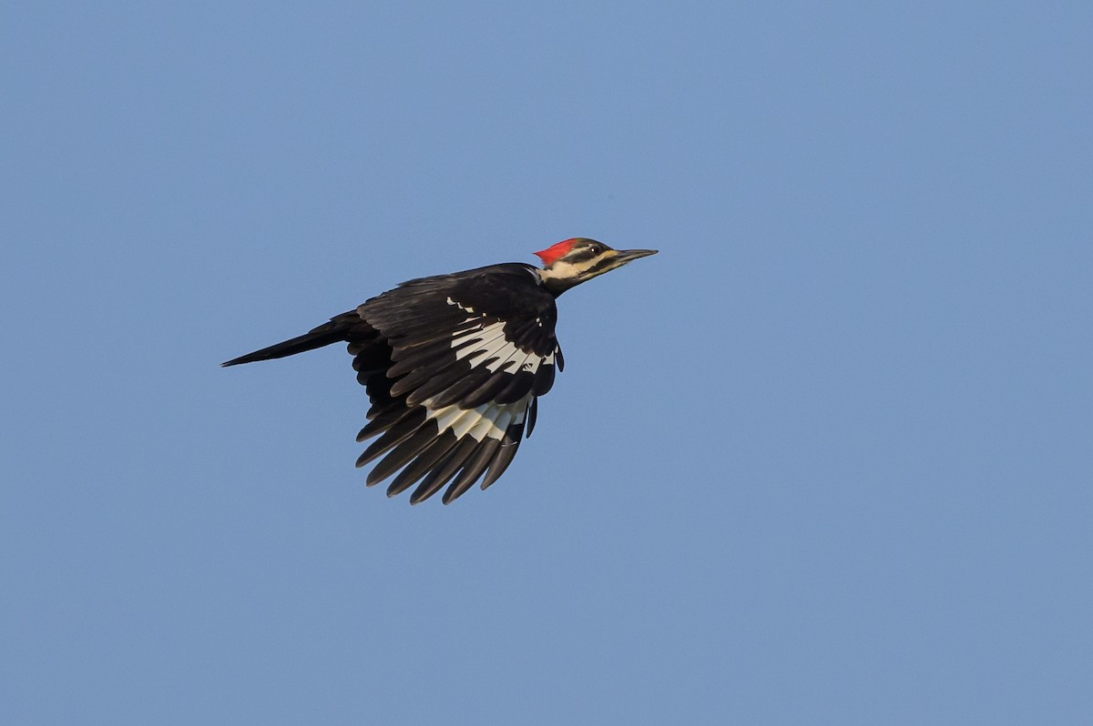 Pileated Woodpecker - Stephen Davies