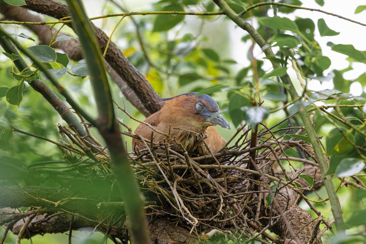 Malayan Night Heron - Jamie Chang