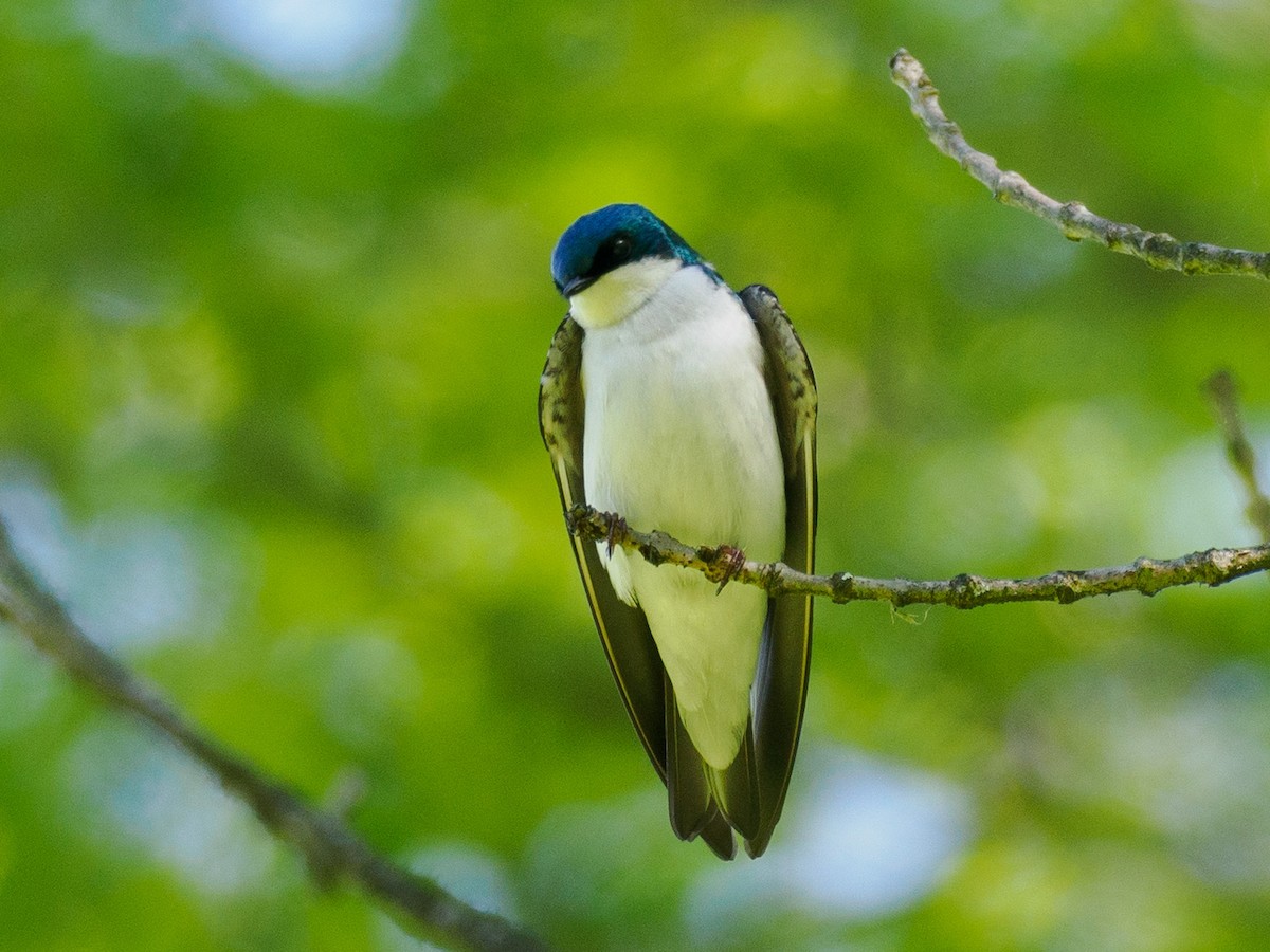 Tree Swallow - ML618888416