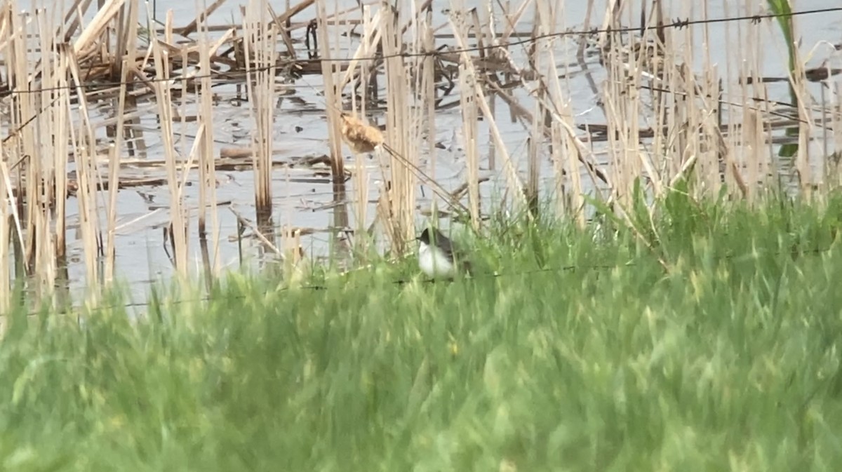 Eastern Kingbird - André BERNARD