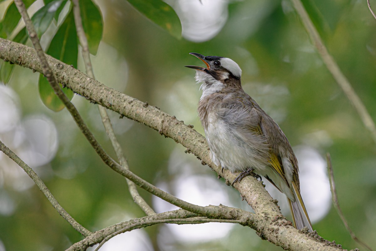 Light-vented Bulbul (formosae/orii) - Jamie Chang