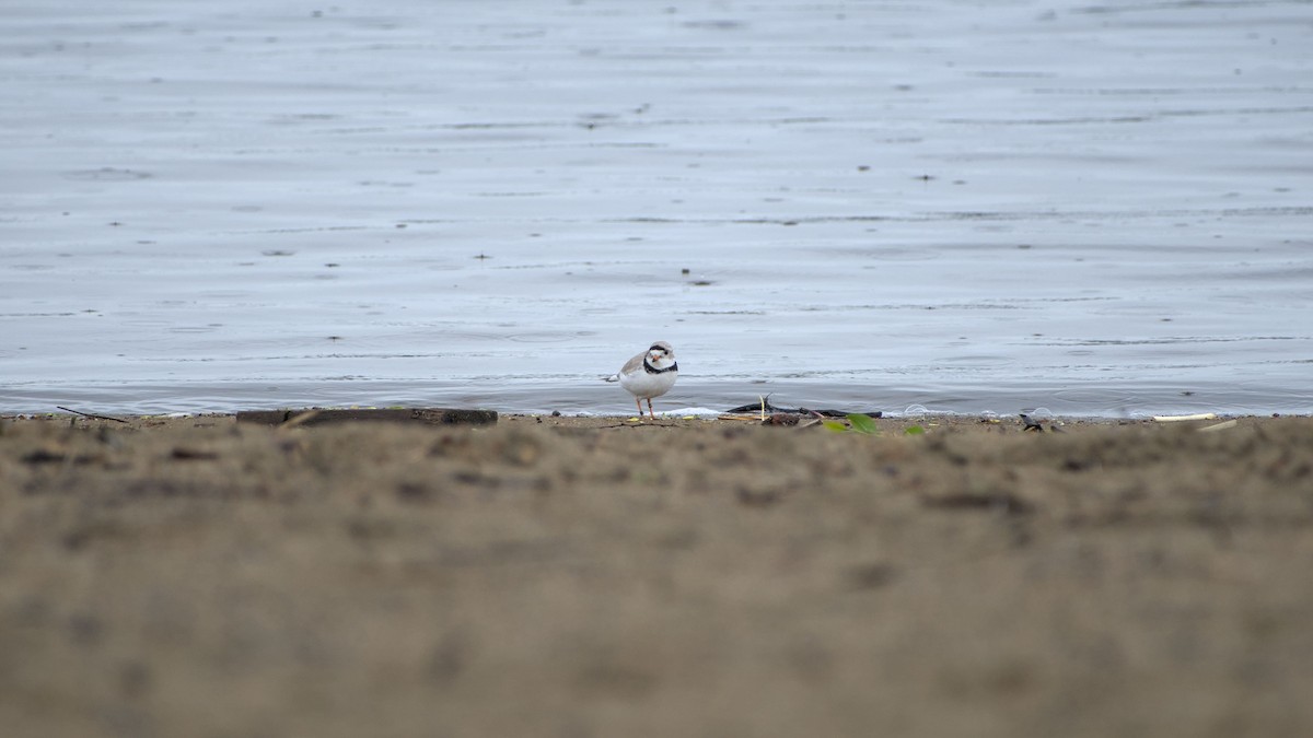 Piping Plover - ML618888445