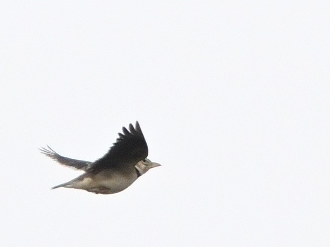 Calandra Lark - Manuel Espenica