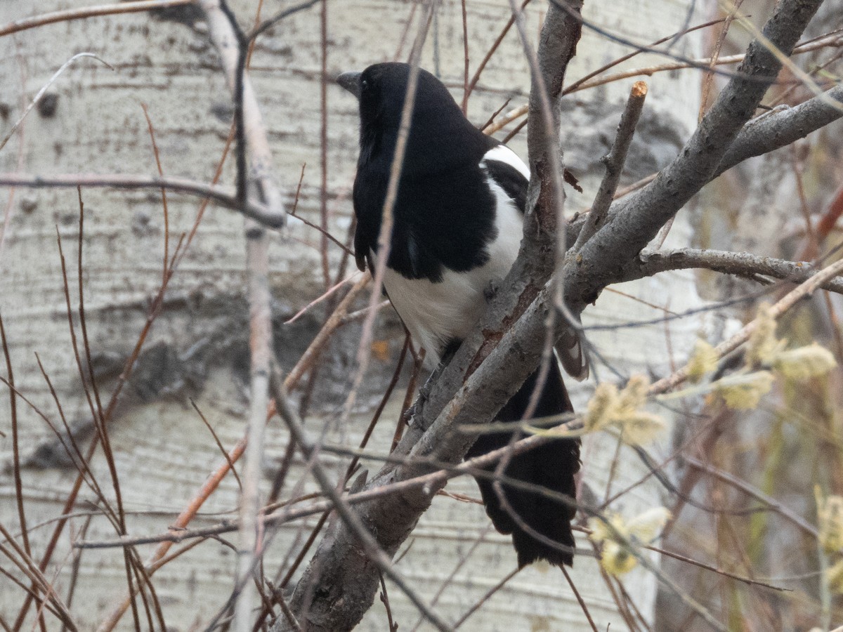 Black-billed Magpie - Ann Larson