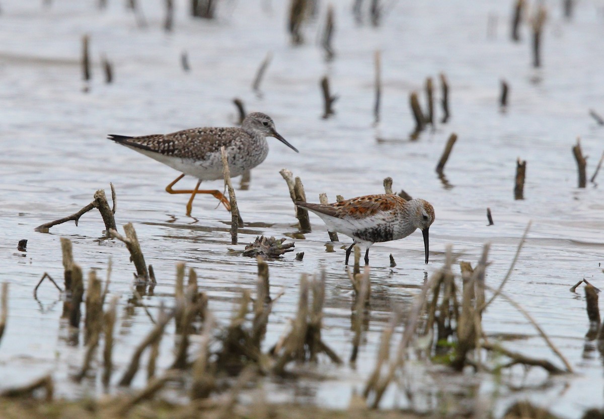 Dunlin - ML618888467