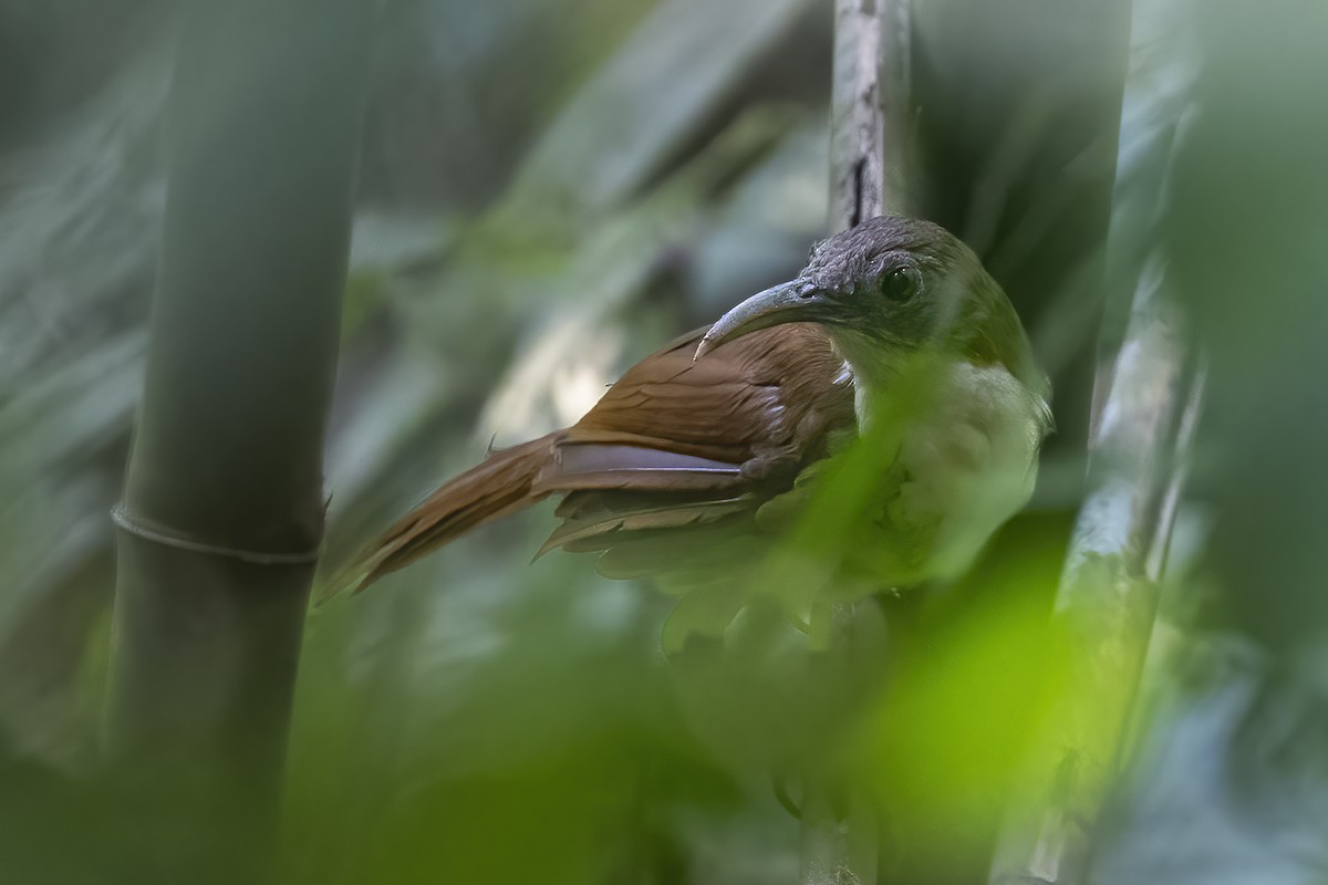 Large Scimitar-Babbler - ML618888510