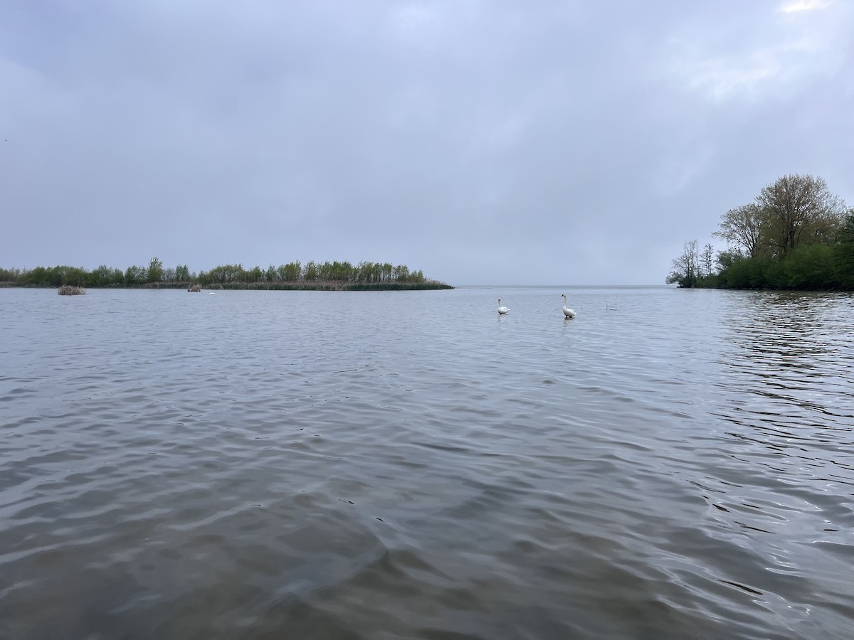 Mute Swan - ML618888515