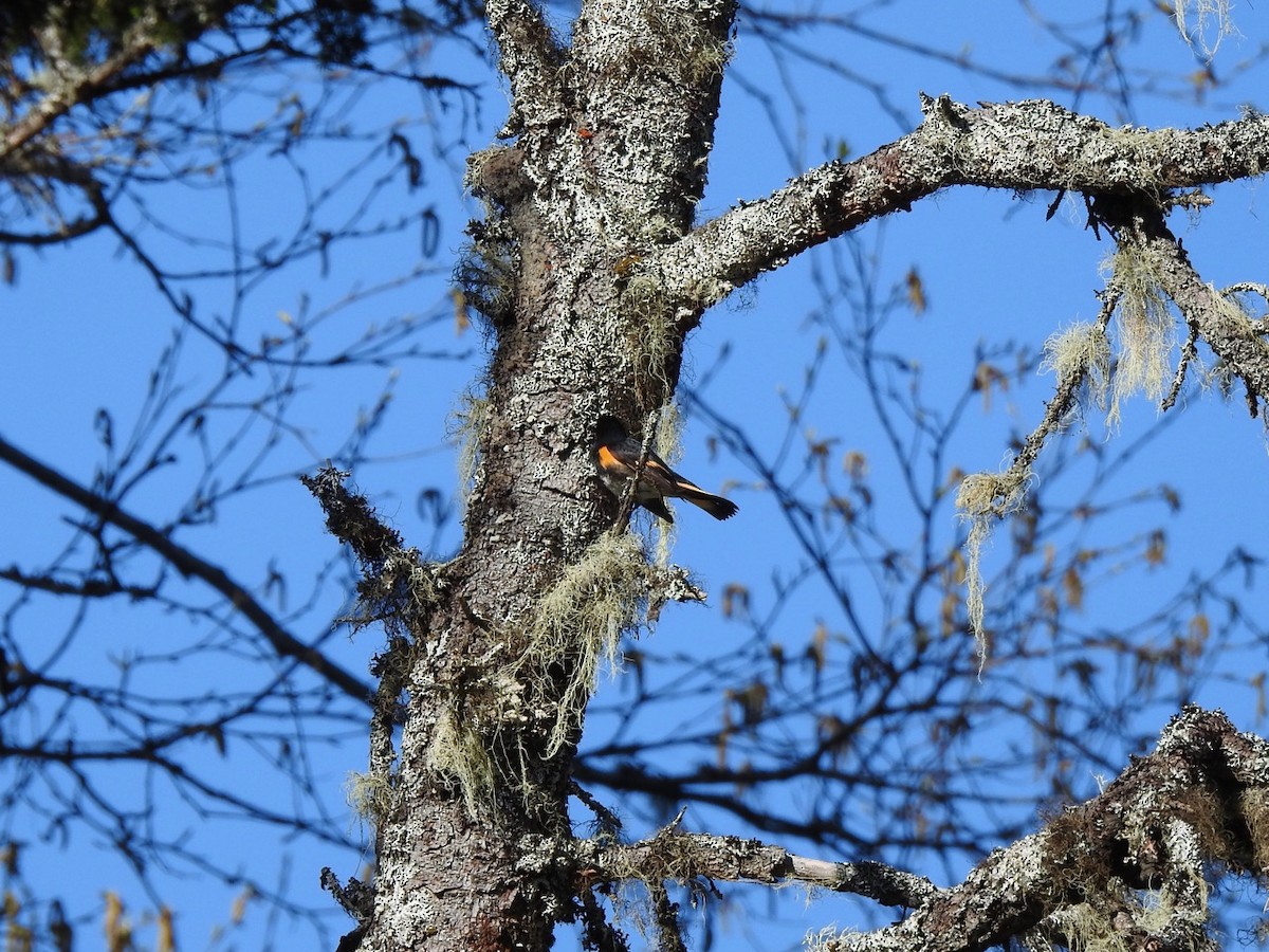 American Redstart - Beatrix Kohlhaas