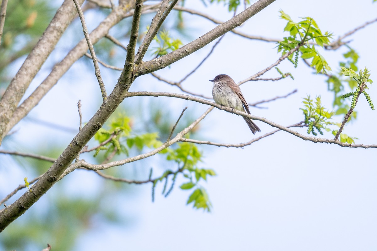 Eastern Phoebe - Jamie Jacob 🦅