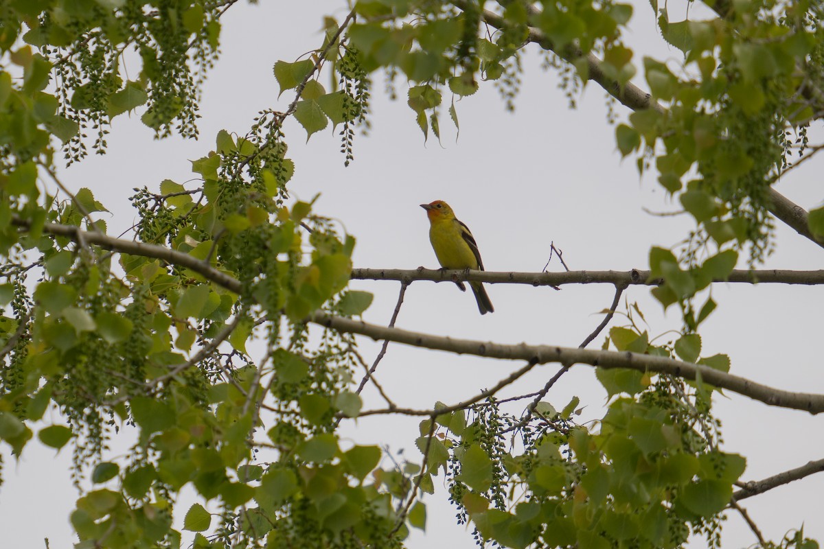 Western Tanager - ML618888537