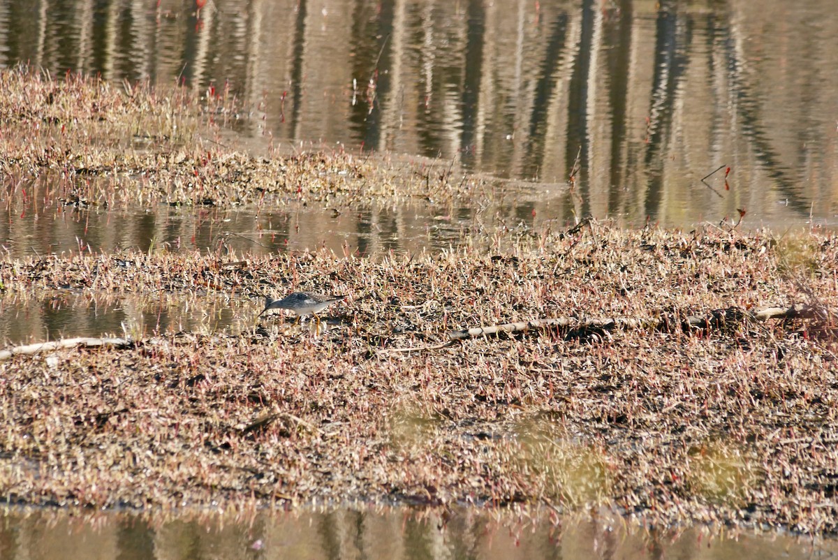 Lesser Yellowlegs - Robert Huxley