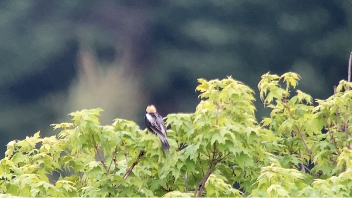 Bobolink - André BERNARD