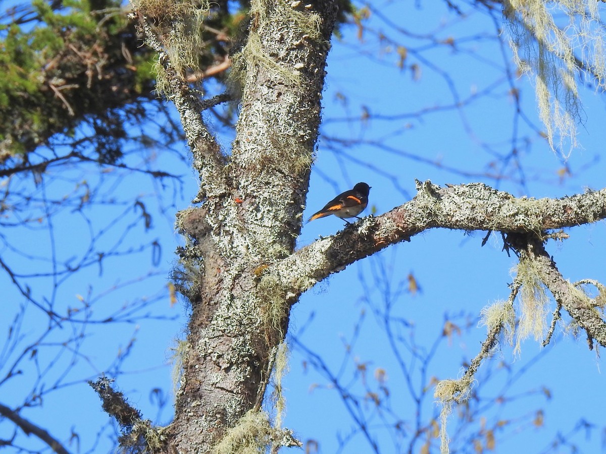 American Redstart - Beatrix Kohlhaas