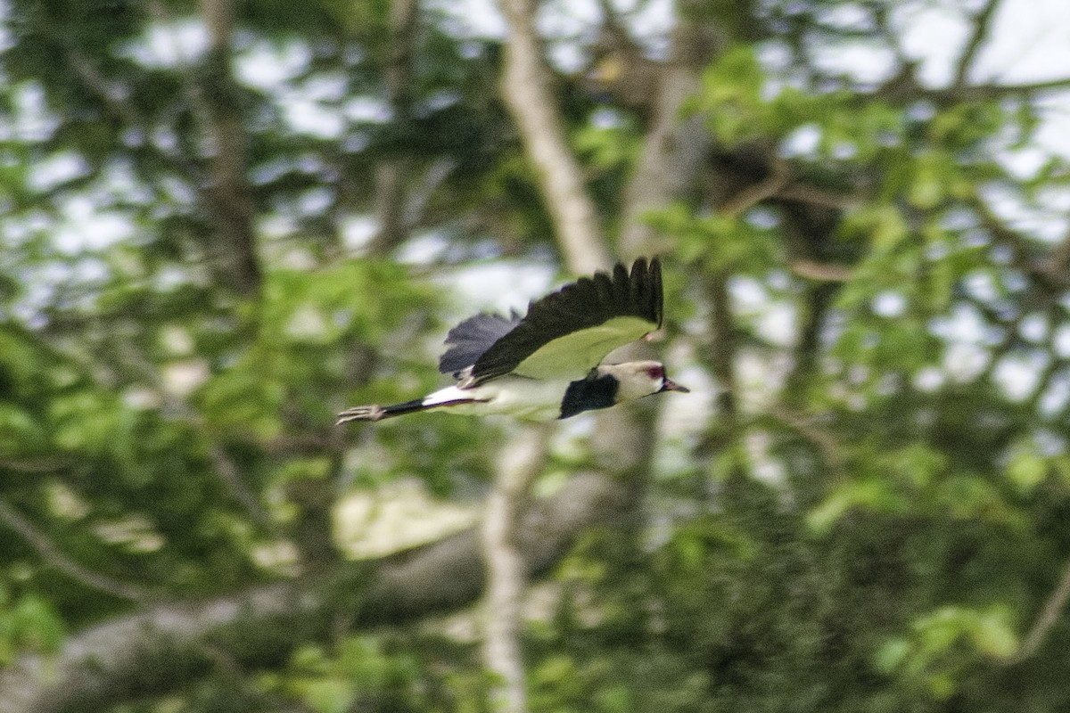 Southern Lapwing - ML618888551