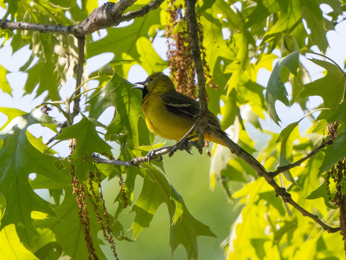 Orchard Oriole - Richard Leonard