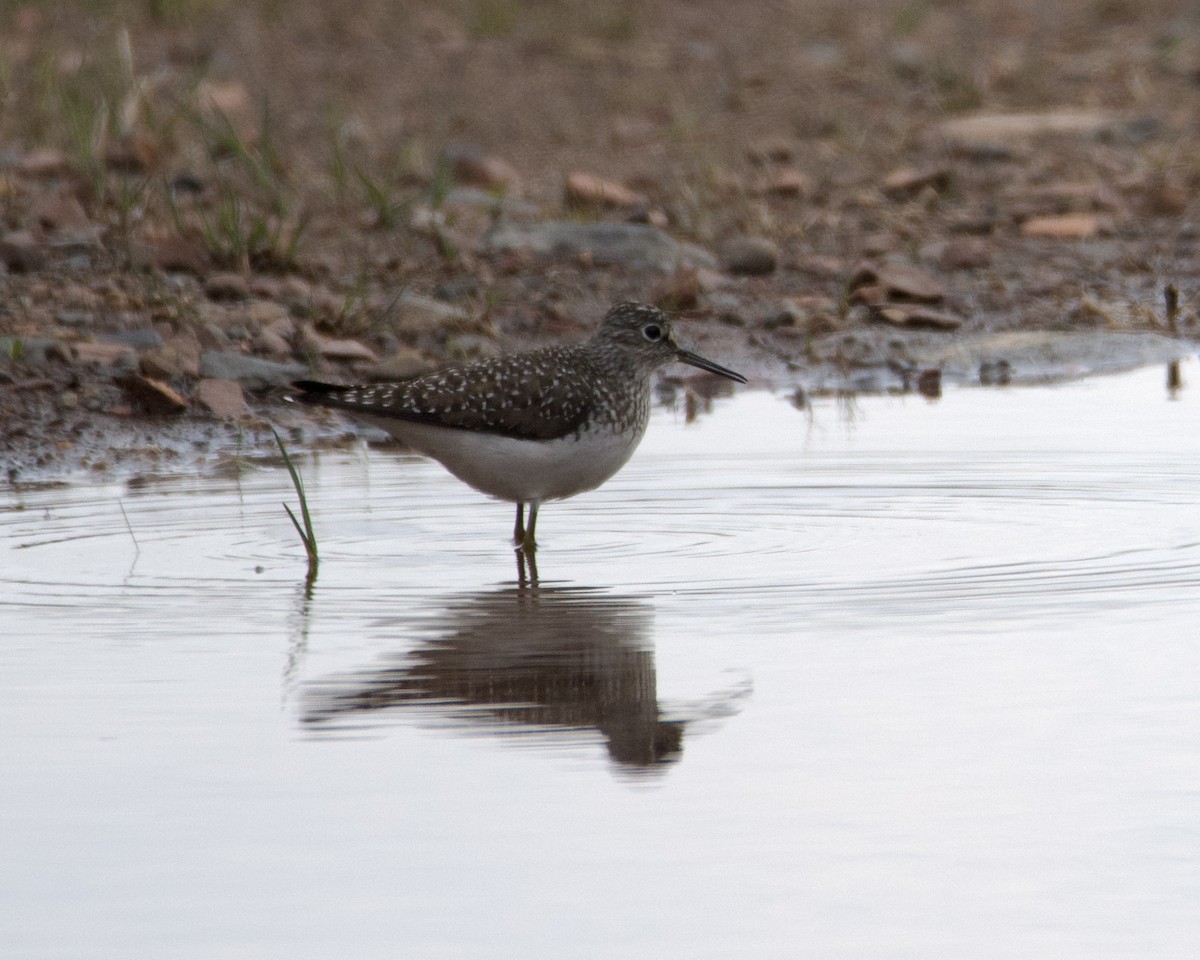 Solitary Sandpiper - Larry Waddell