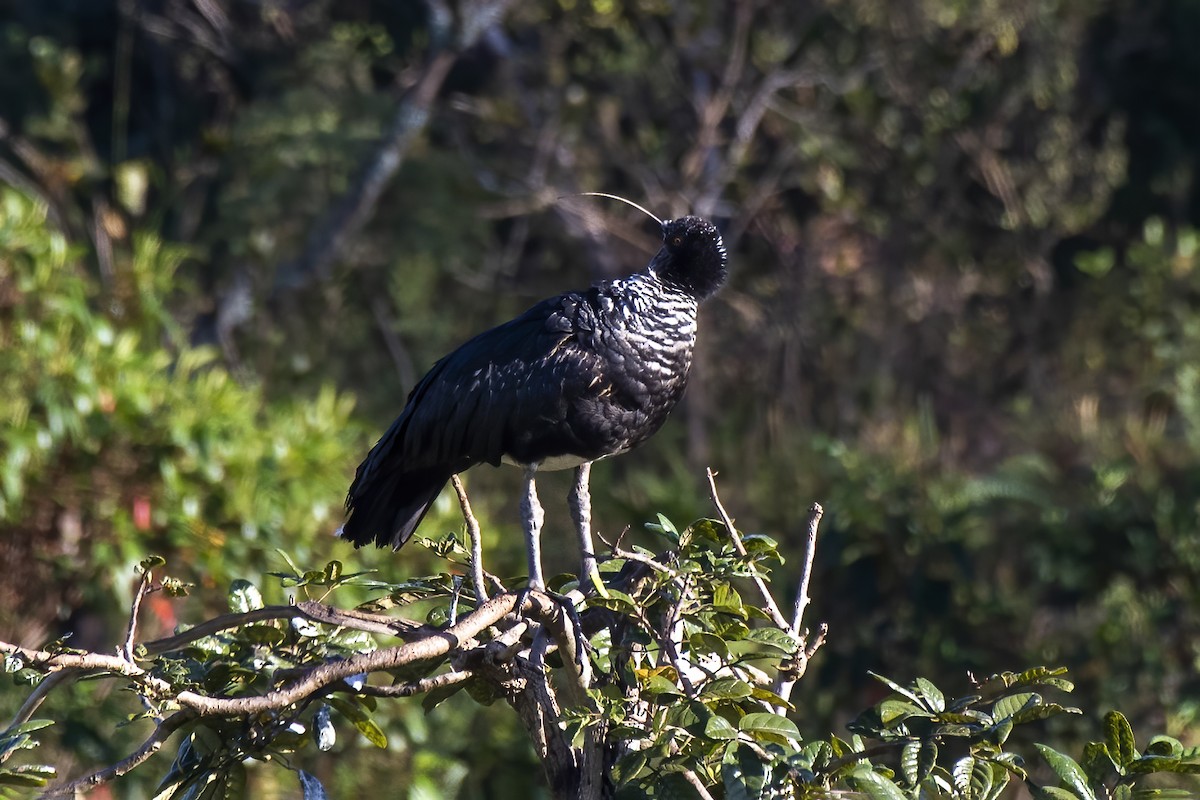 Horned Screamer - Luiz Carlos Ramassotti