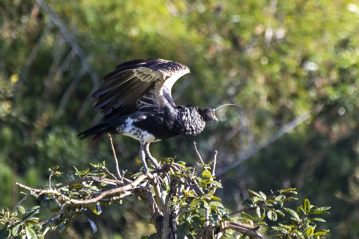 Horned Screamer - Luiz Carlos Ramassotti