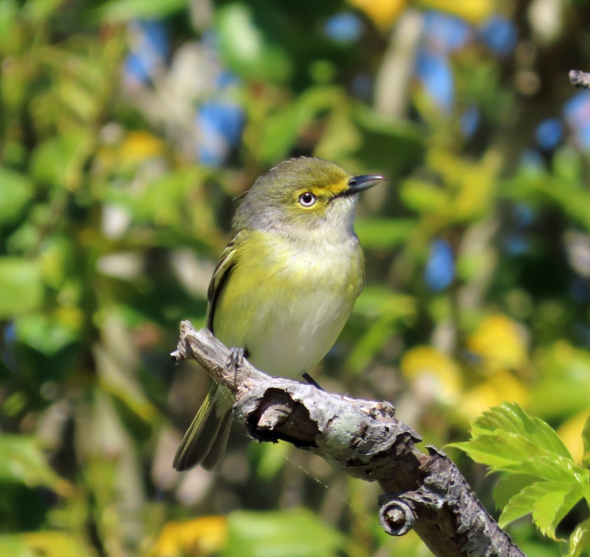 White-eyed Vireo - JoAnn Potter Riggle 🦤