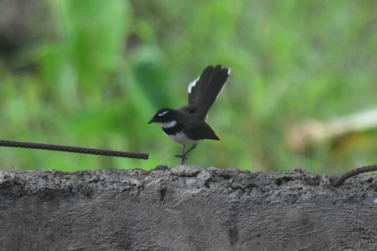 Philippine Pied-Fantail - ML618888642