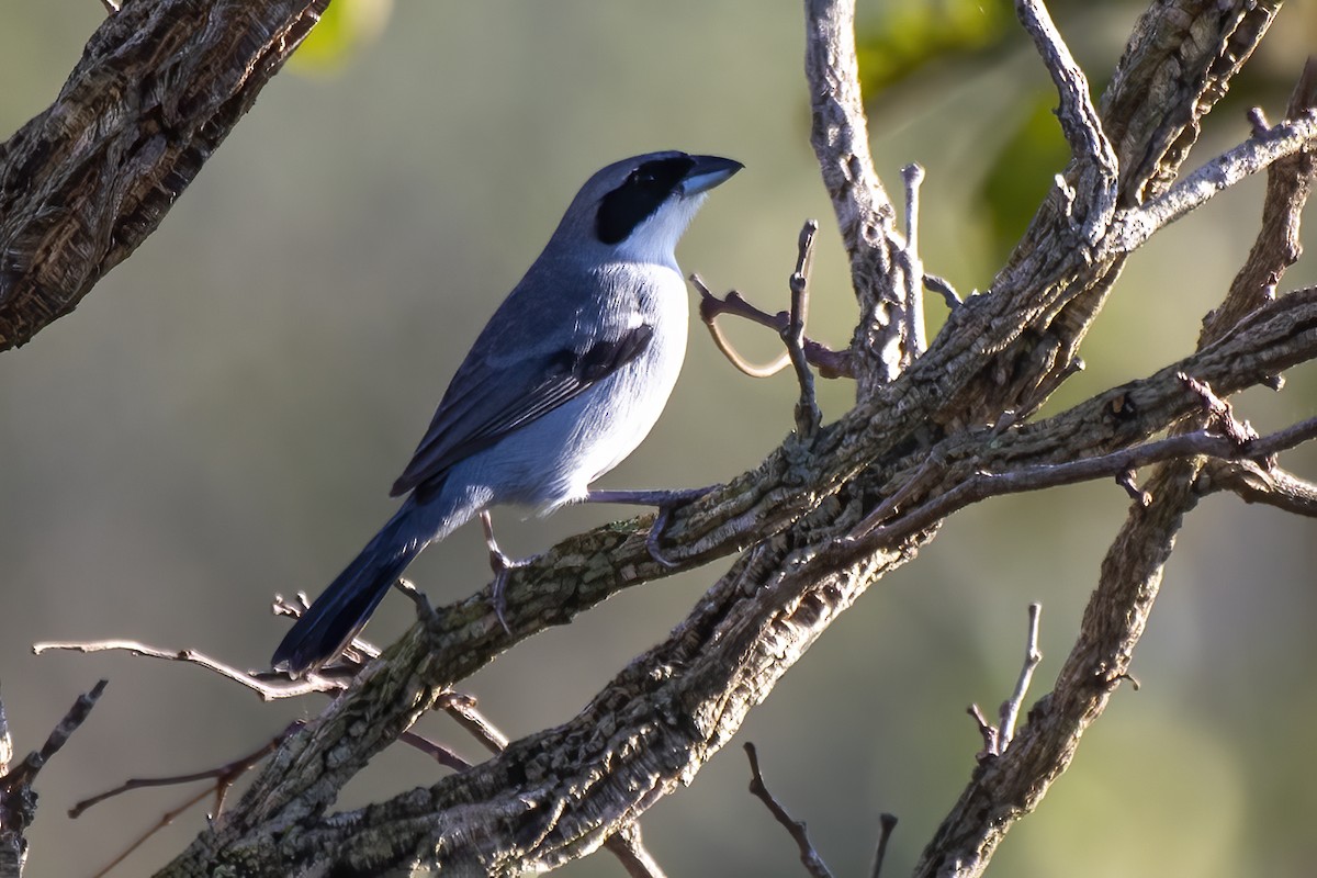 White-banded Tanager - Luiz Carlos Ramassotti