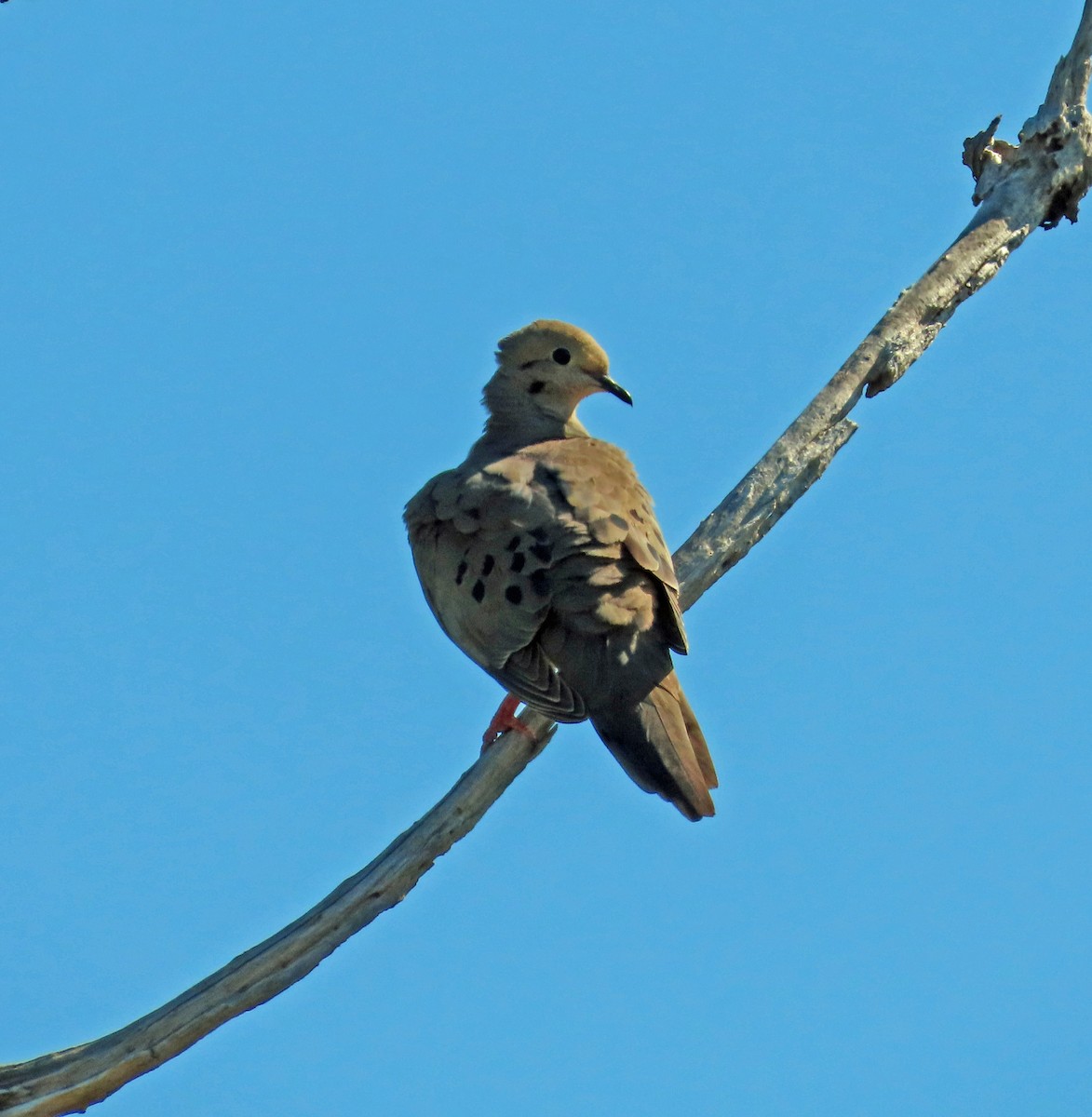 Mourning Dove - JoAnn Potter Riggle 🦤