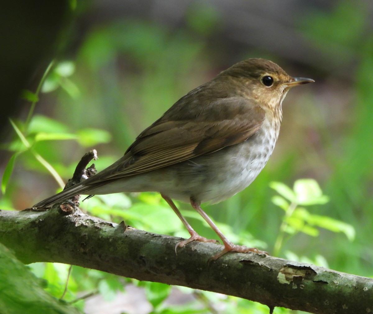 Swainson's Thrush - Vicky and Richard Smith