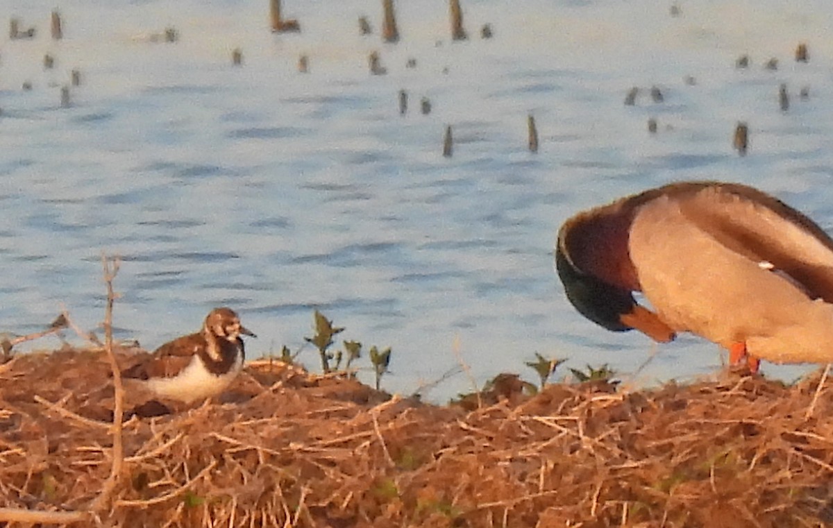 Ruddy Turnstone - ML618888657